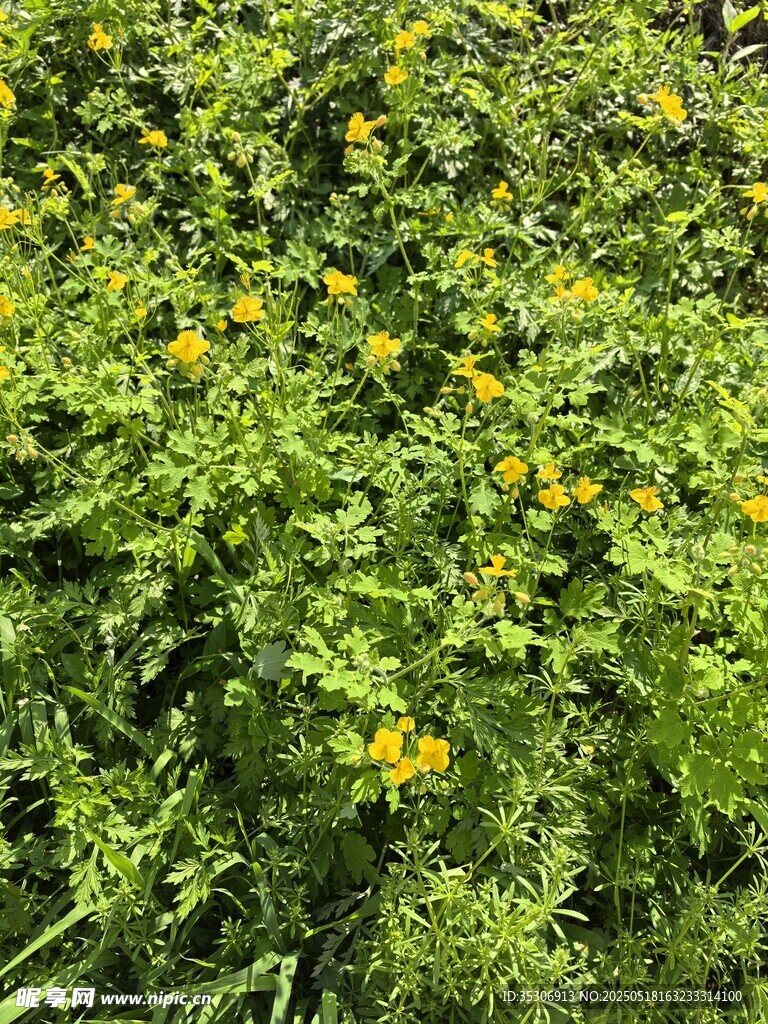 綠葉叢中的黃色小花