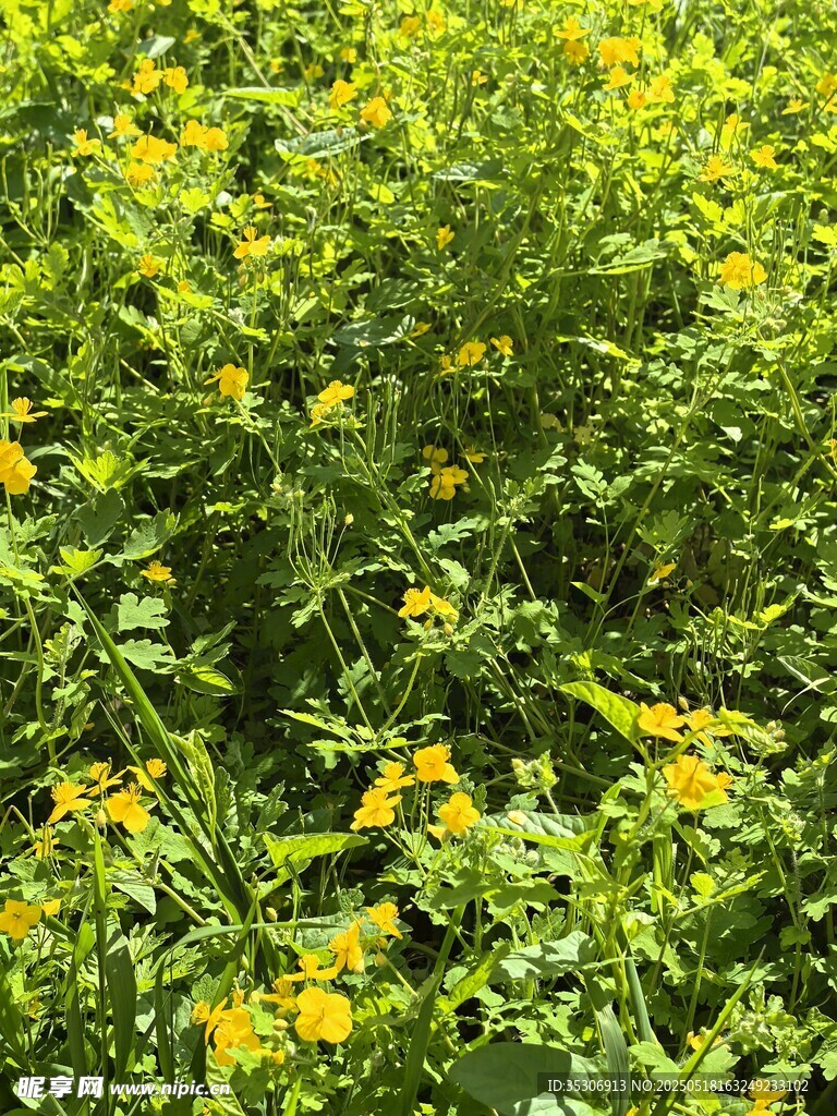 繁茂黃花綠植景觀