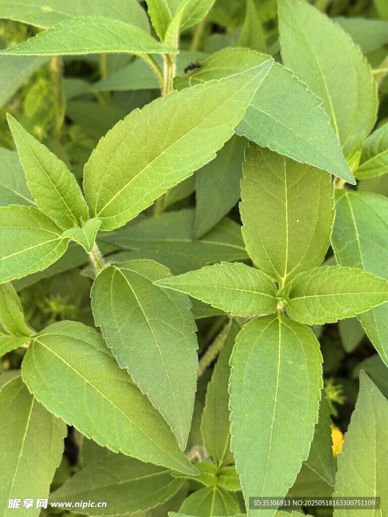 嫩綠葉片特寫