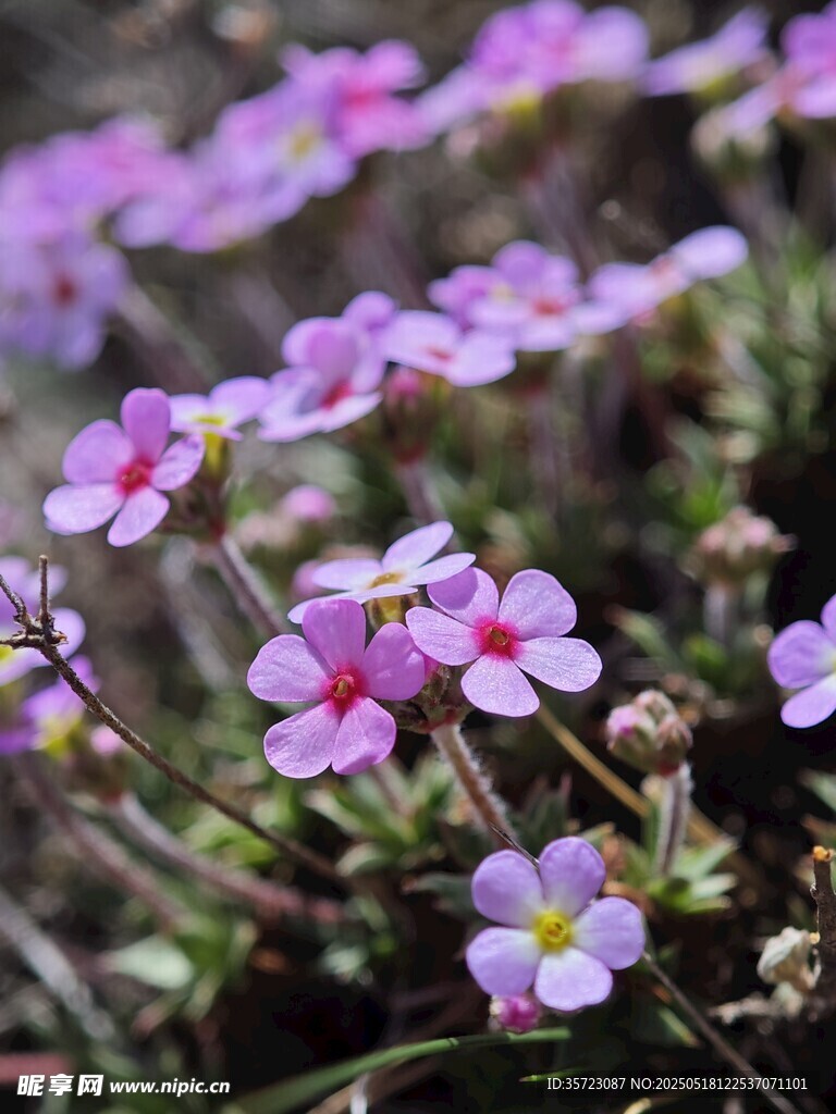粉色小花綻放于草叢間