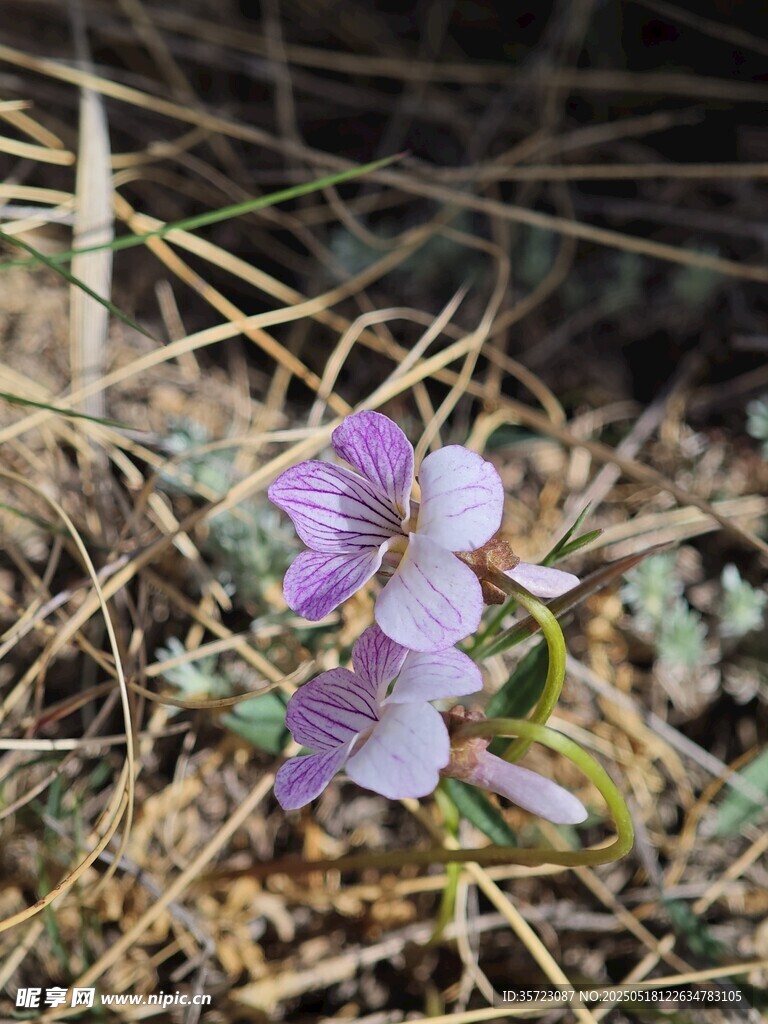 裂葉堇菜