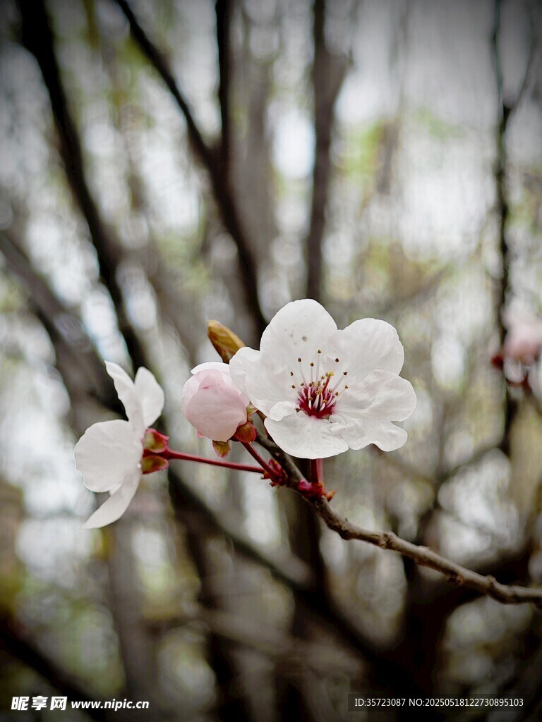 紫葉李花