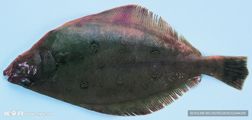新鮮多寶魚展示