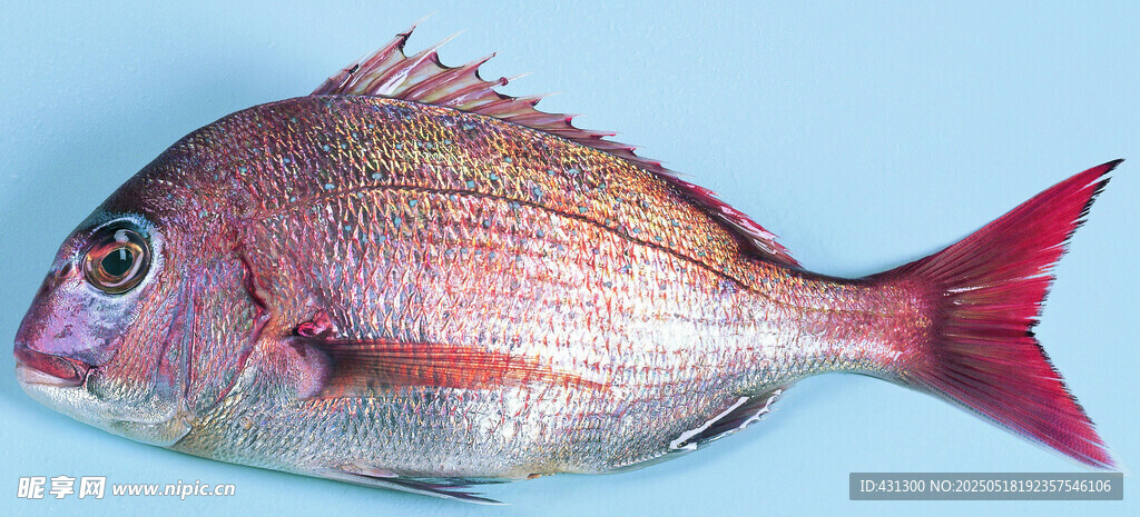 鮮紅海魚特寫