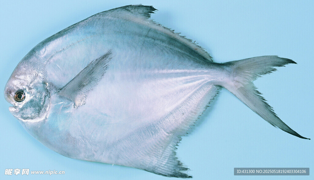 銀鯧魚特寫