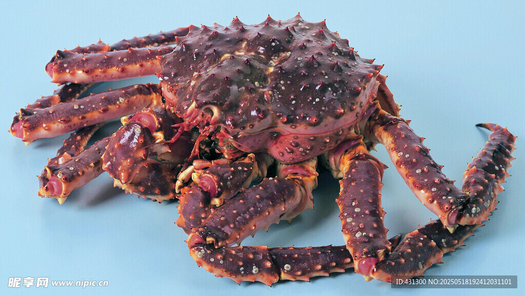 多足紅色海生生物特寫