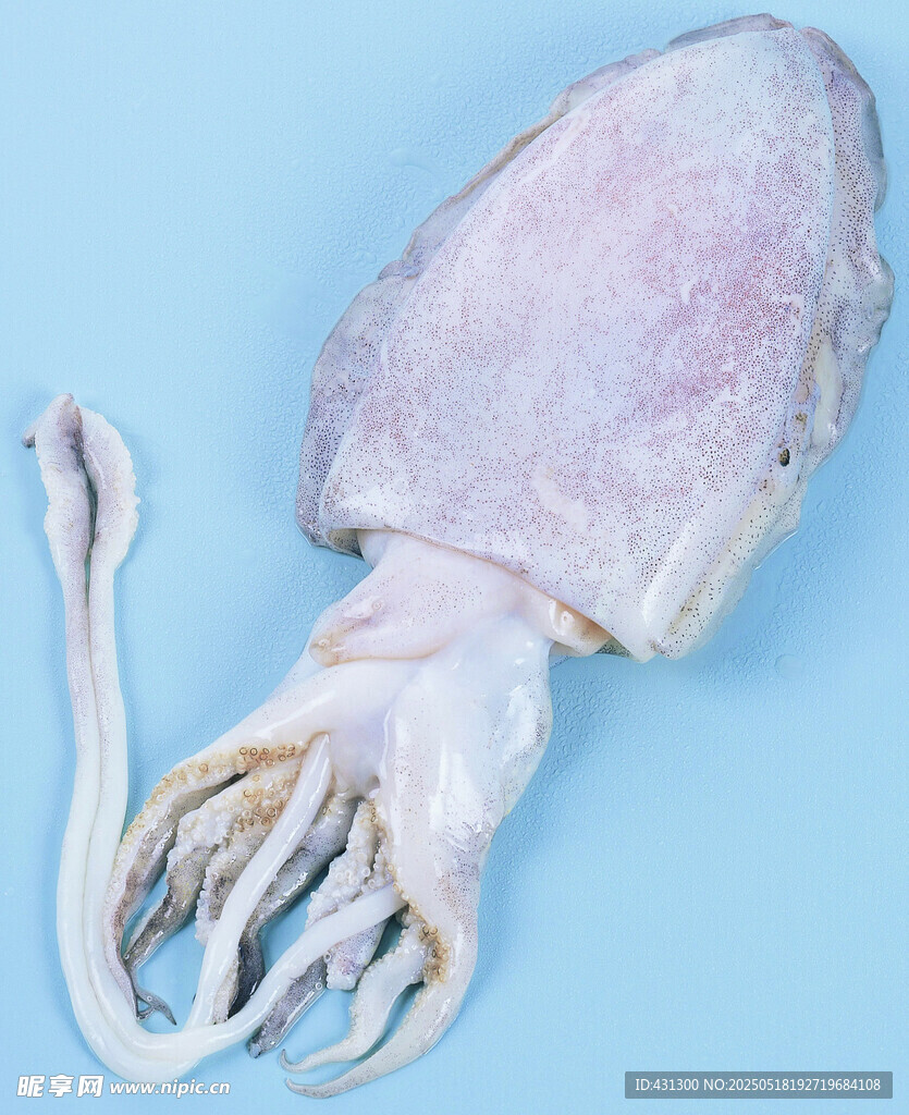 新鮮魷魚特寫