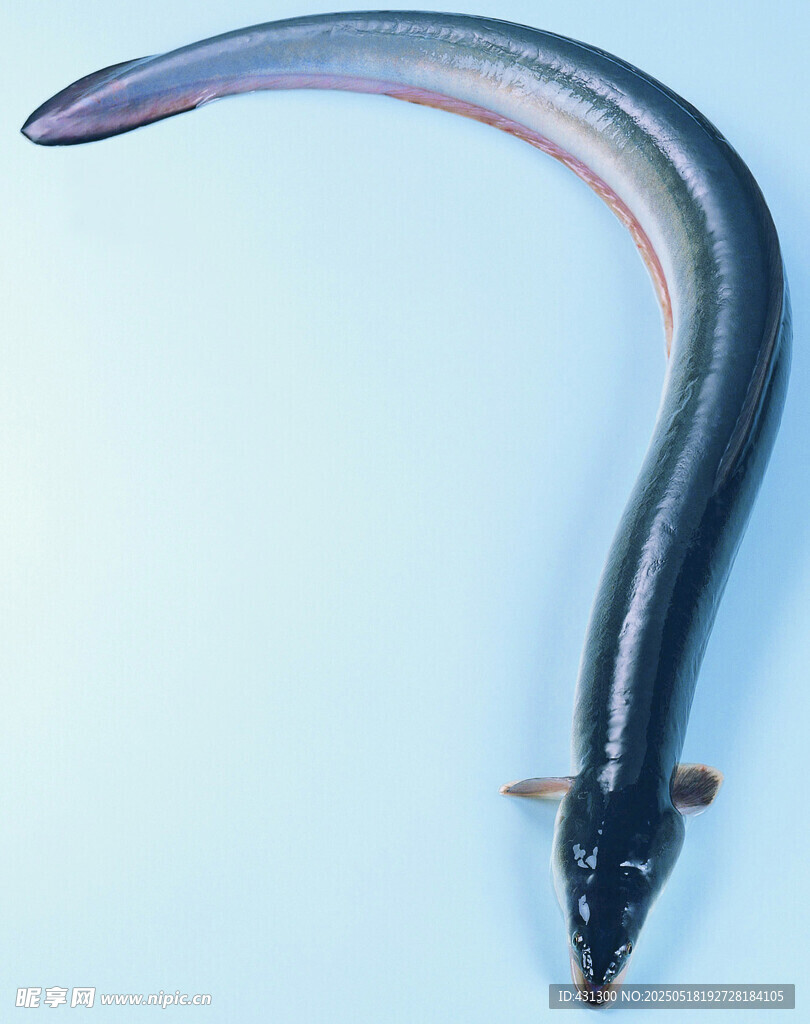 彎曲的鰻魚特寫