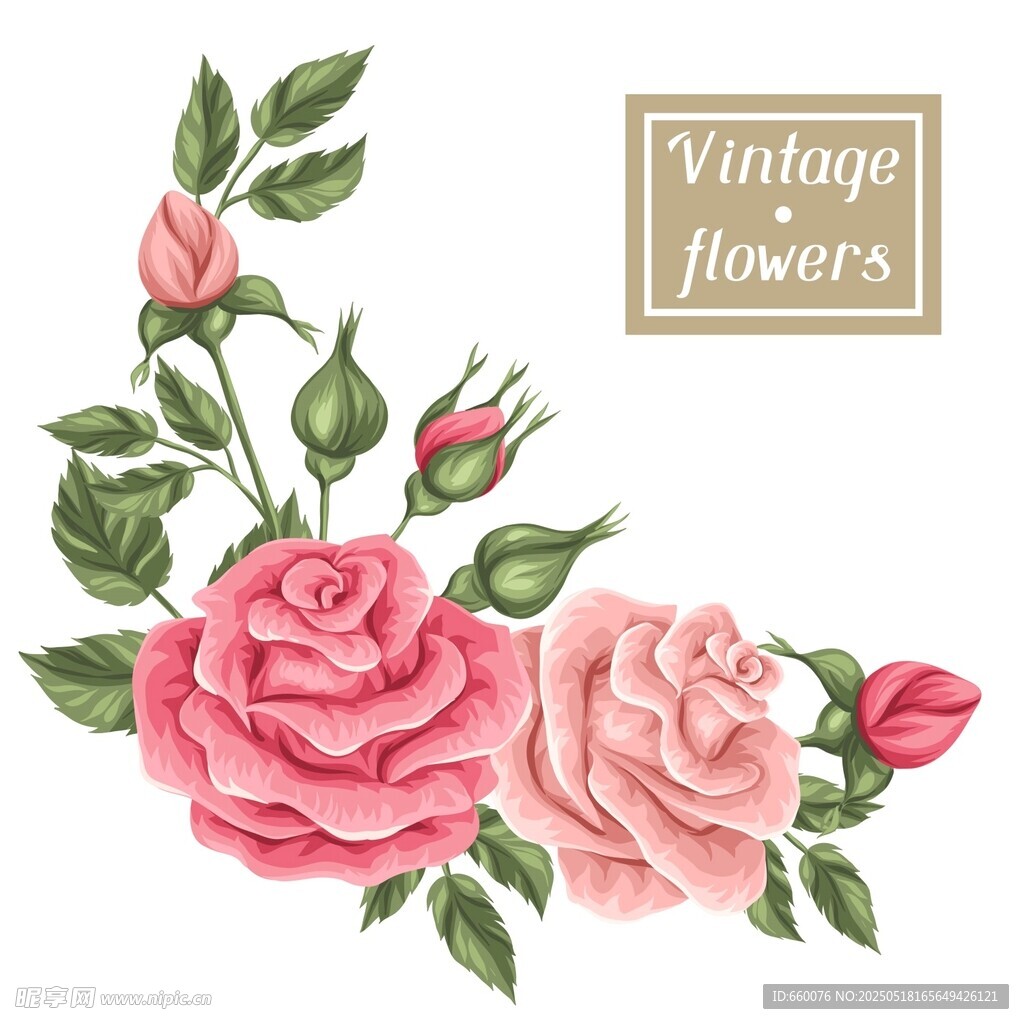 玫瑰 花朵 圖案 背景 矢量 