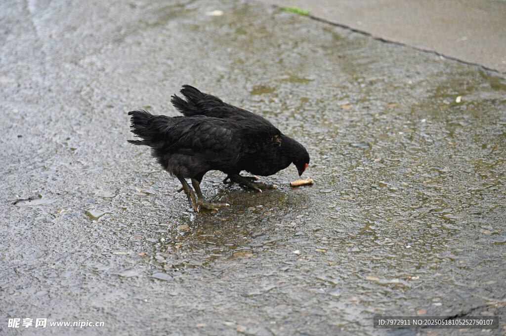 黑鳥低頭啄食地面食物