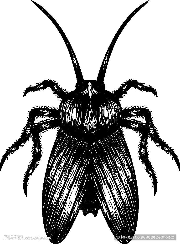 黑色昆蟲插畫