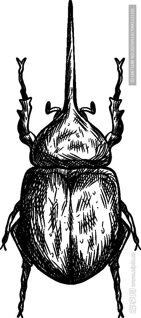 甲蟲黑白插畫特寫
