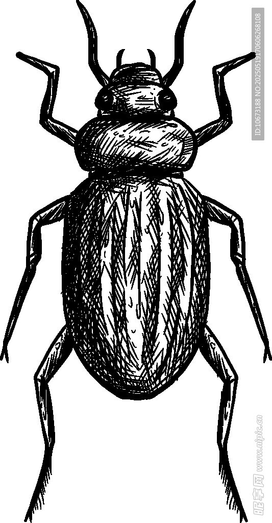 甲蟲(chóng)黑白插畫(huà)