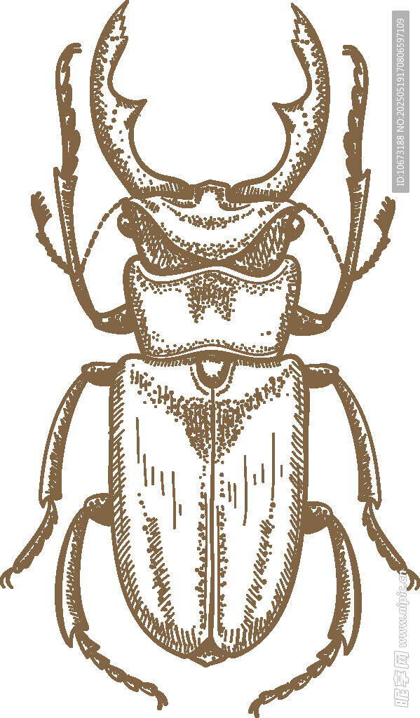 復(fù)古風(fēng)格鍬形甲蟲(chóng)插畫(huà)