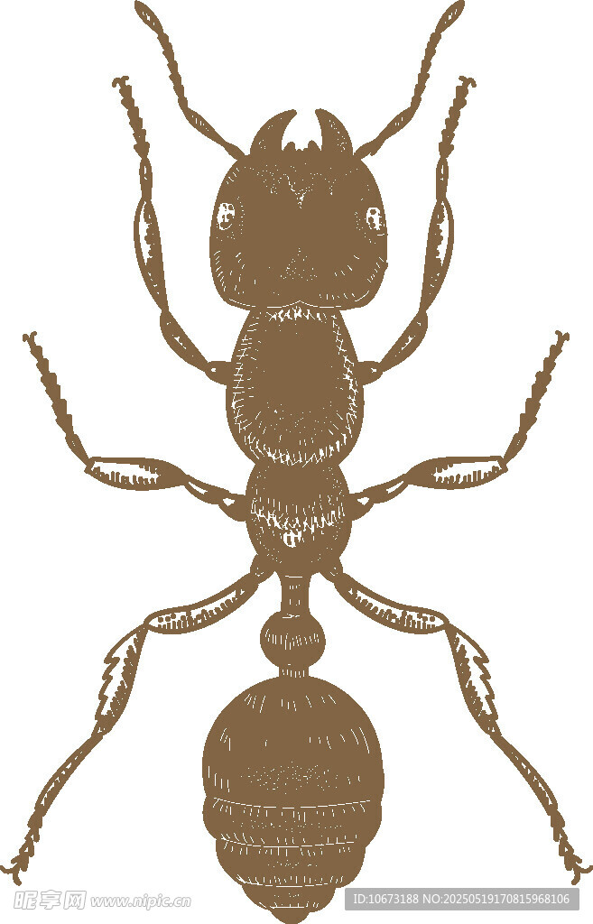 棕色螞蟻插畫