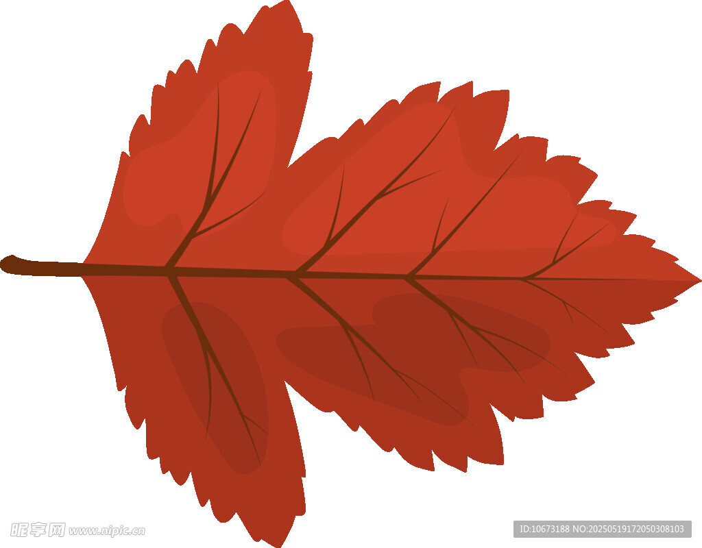 紅色楓葉特寫