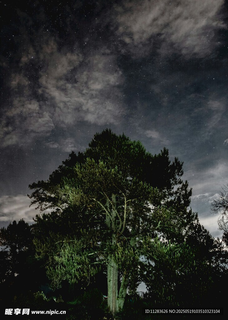 暗夜中的孤樹與神秘云層