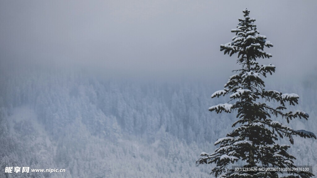 雪覆山林中的挺拔松樹