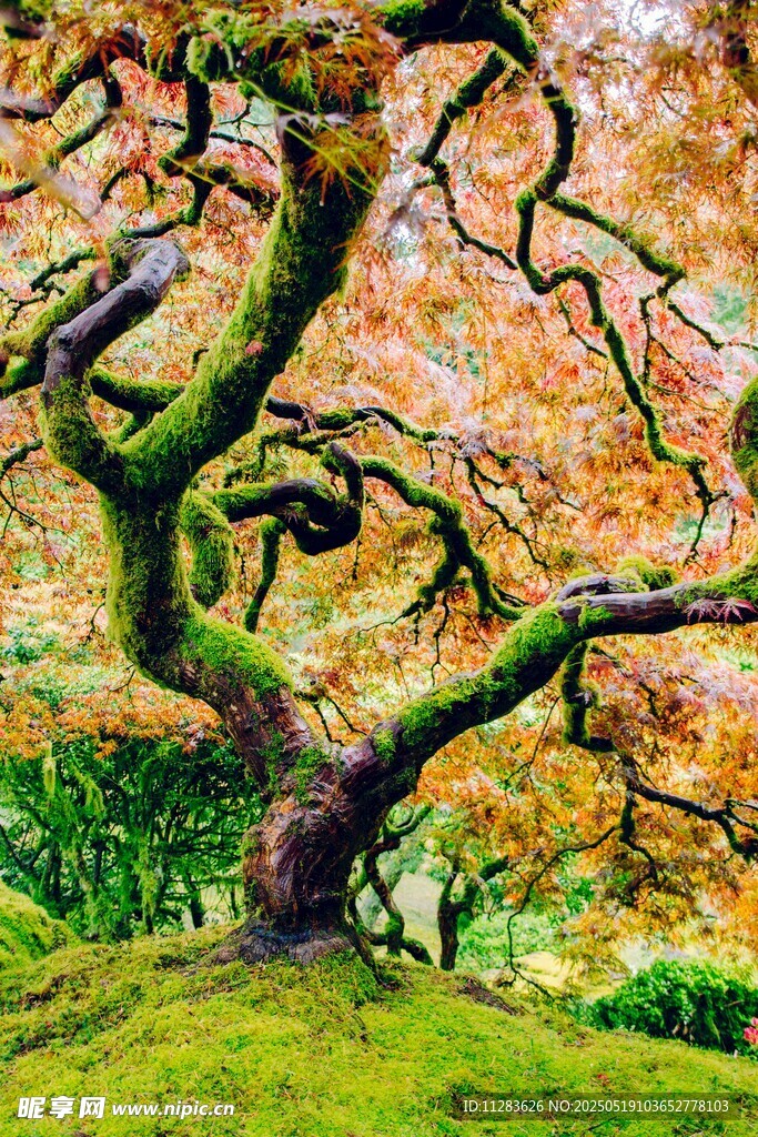 古樹枝椏間的秋日景致