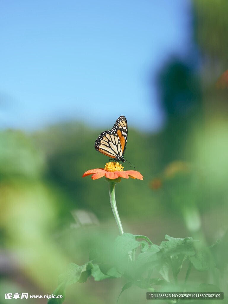 蝴蝶停駐于嬌艷花朵上