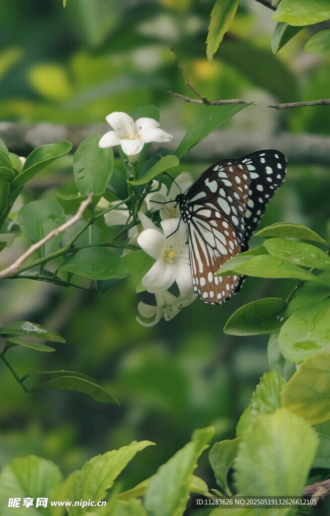 蝴蝶停駐繁花綠葉間