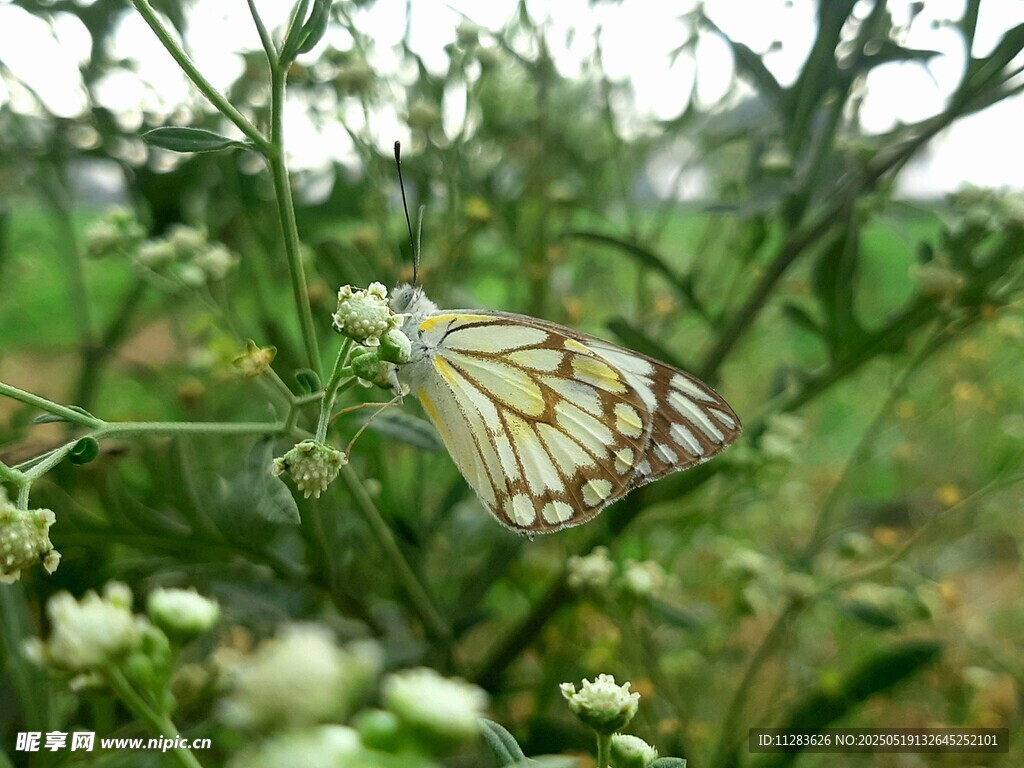 綠葉間的蝴蝶