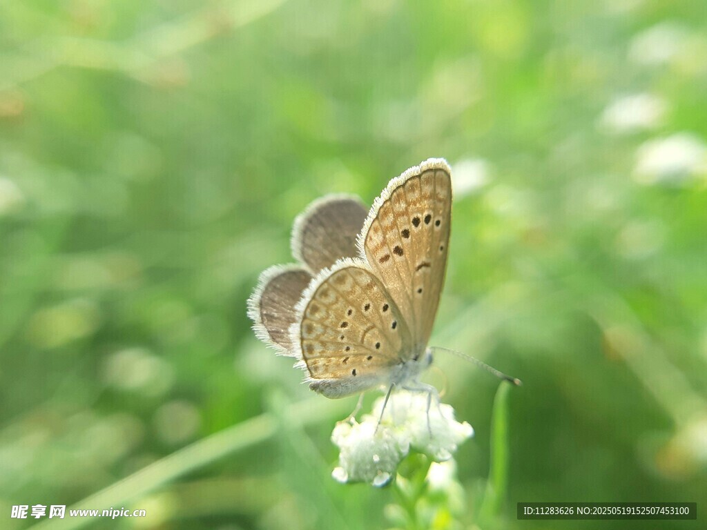 草地上的美麗蝴蝶