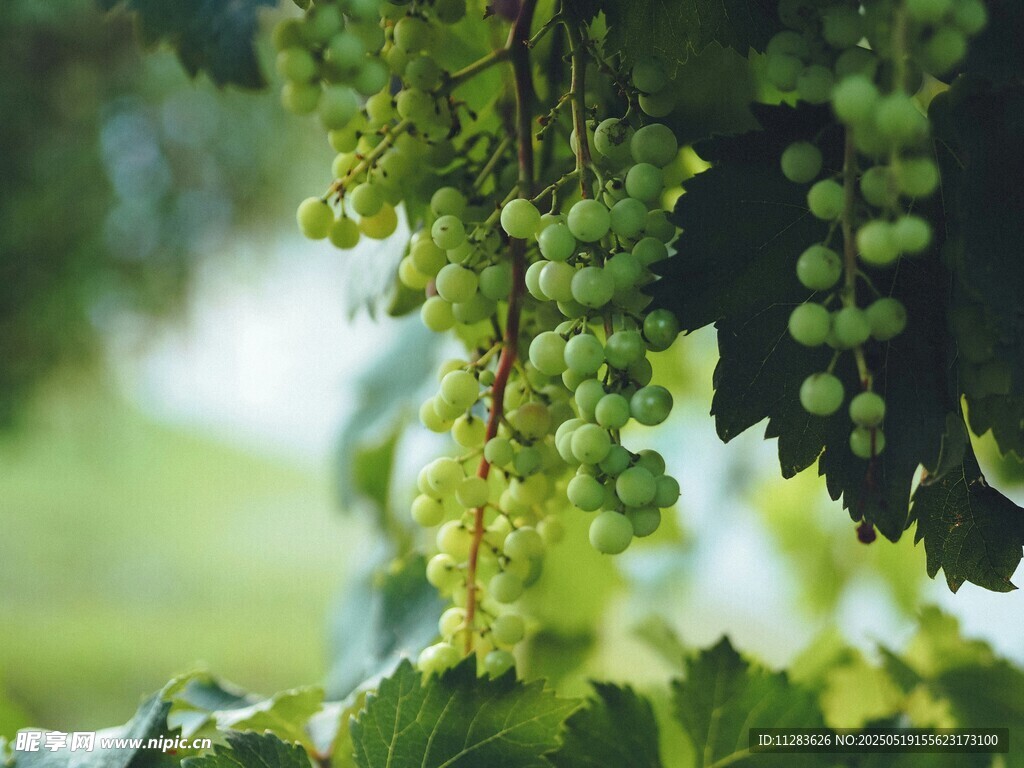 翠綠葡萄掛于繁茂枝葉間