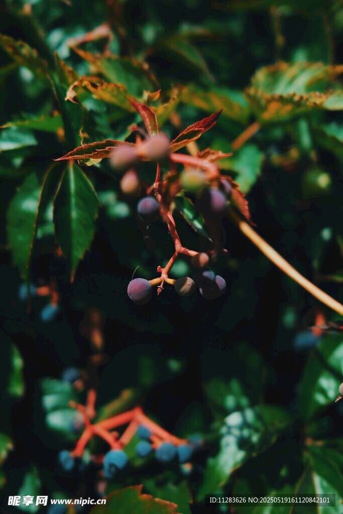 綠葉間多彩昆蟲特寫