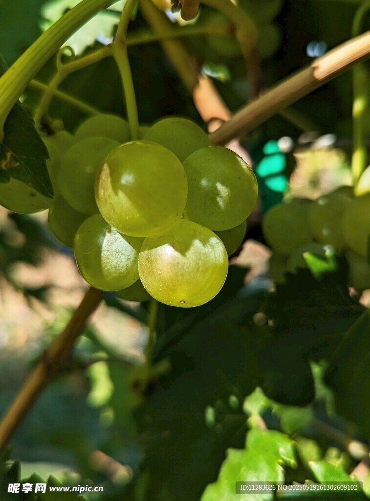 枝頭青葡萄