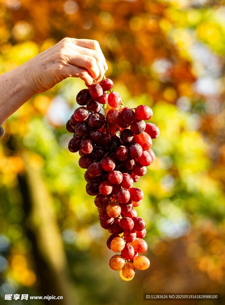 手捧飽滿紅葡萄于秋日