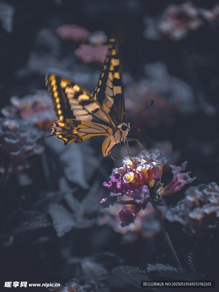 蝴蝶停駐繁花間