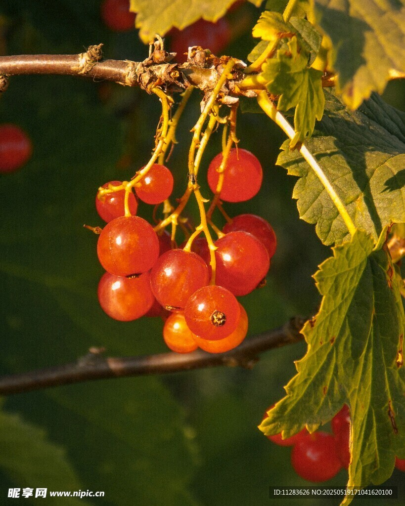 陽光下的紅櫻桃果實