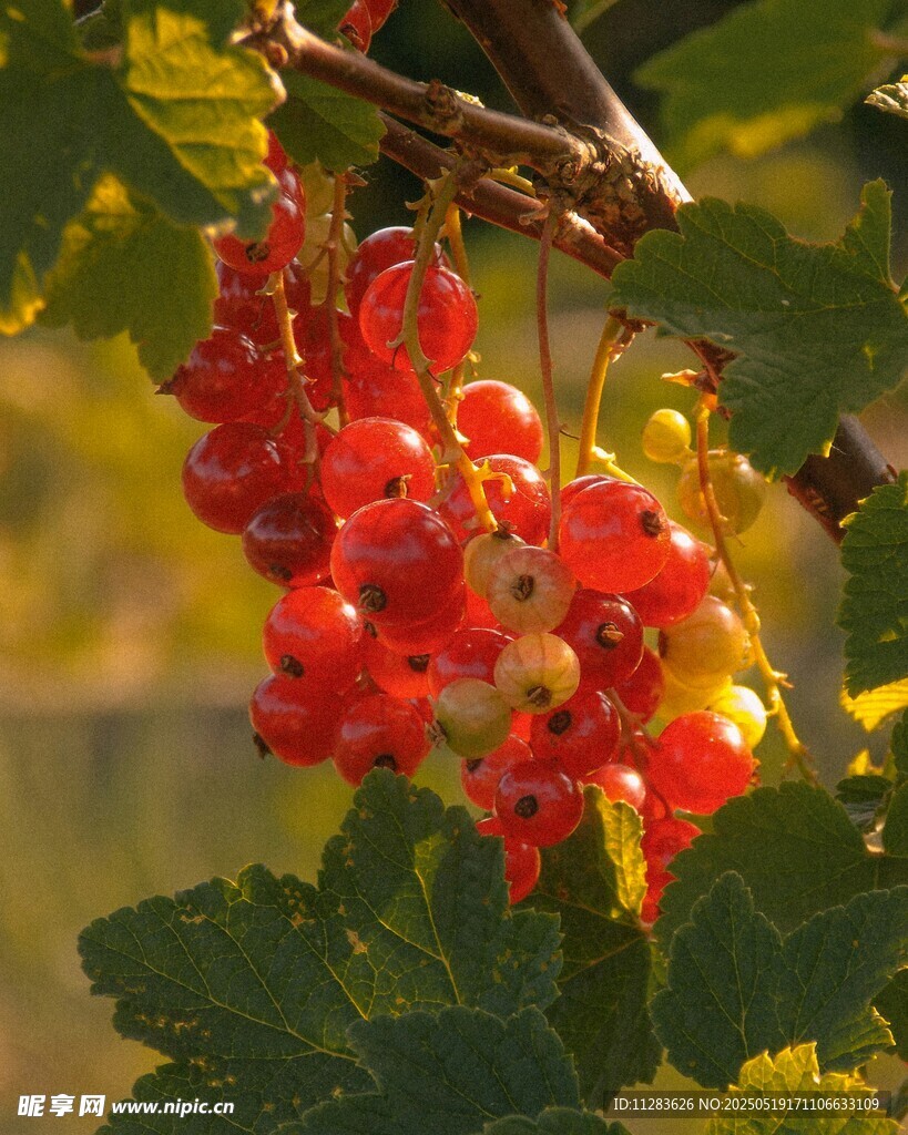 紅醋栗掛枝頭色澤艷麗
