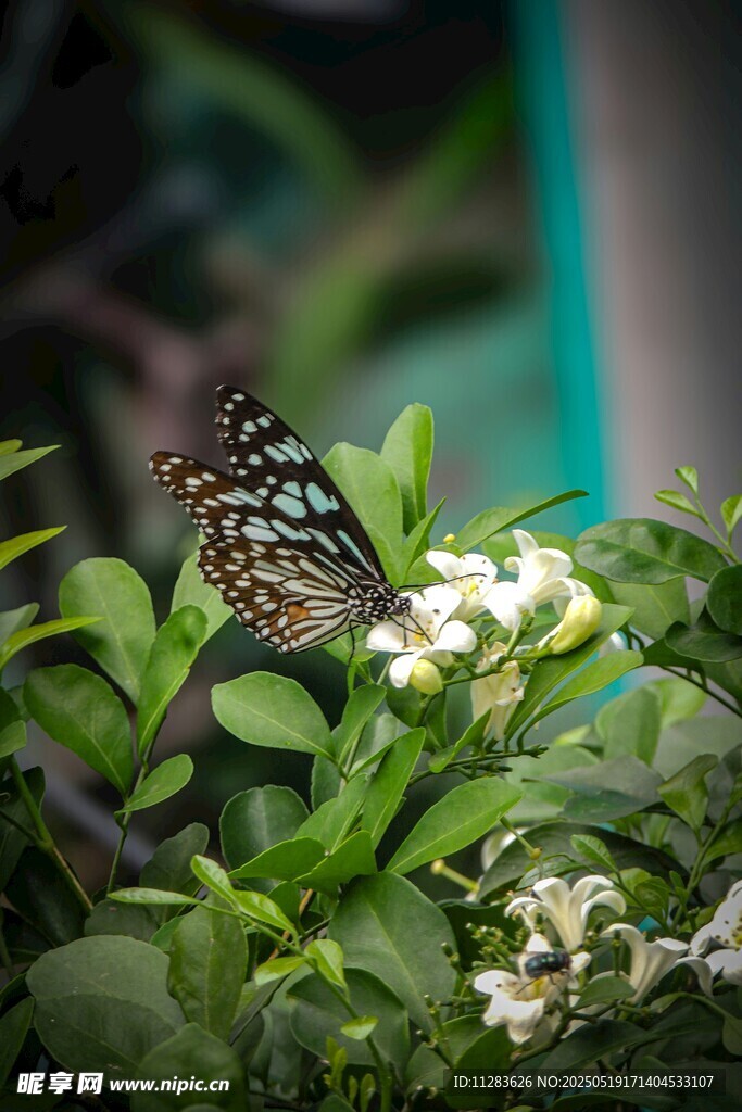 蝴蝶停駐綠葉白花間