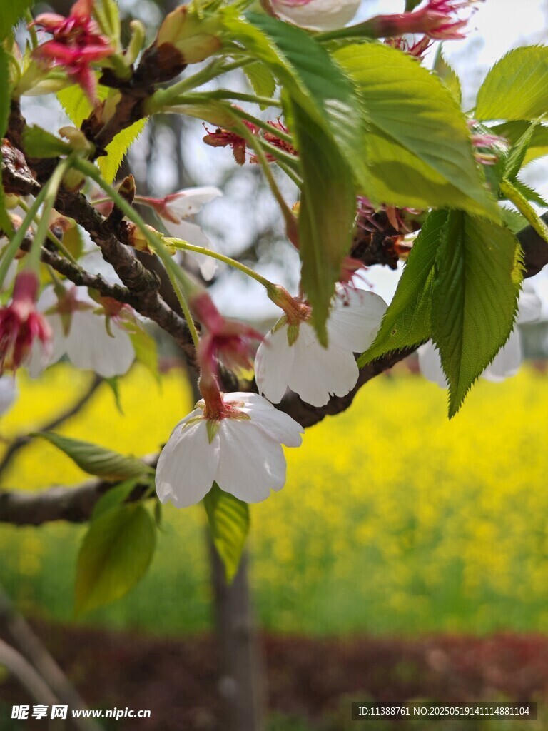枝頭綻放的粉嫩花朵