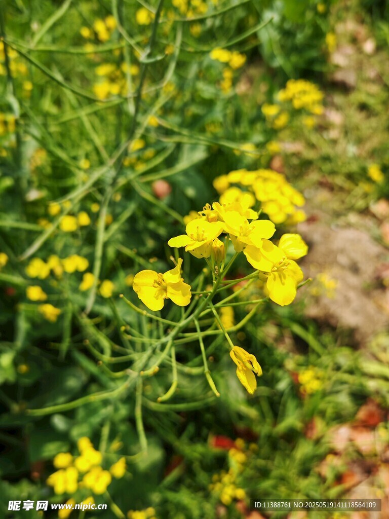 春日綻放的黃色油菜花