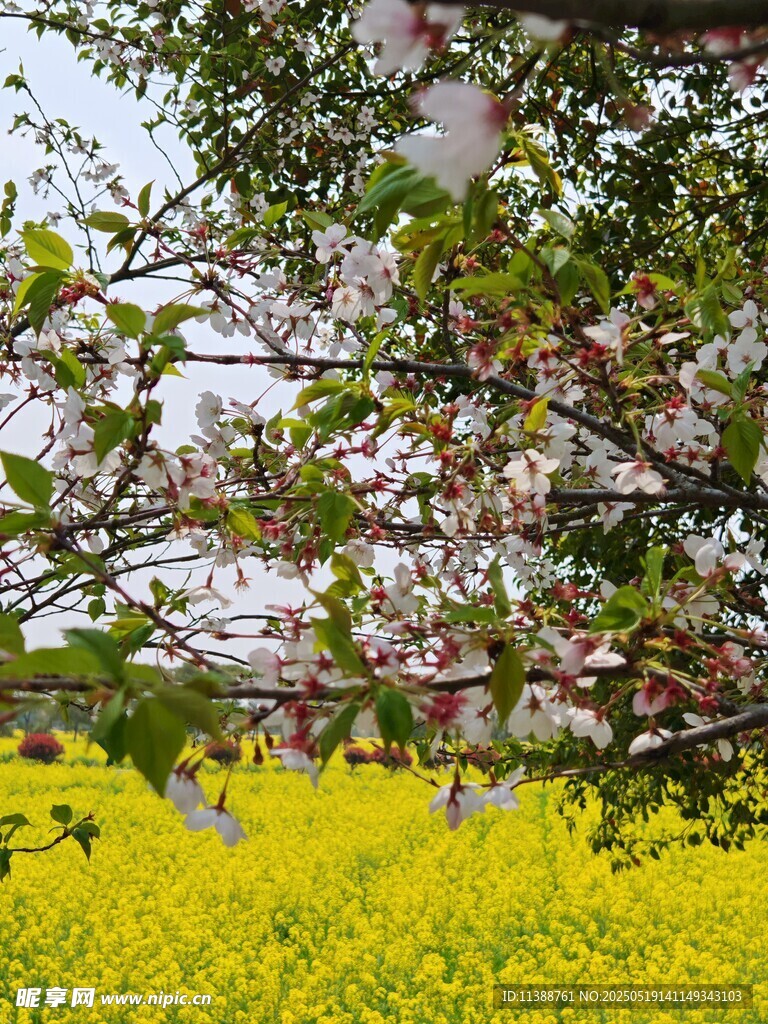 春日繁花下的金黃油菜田
