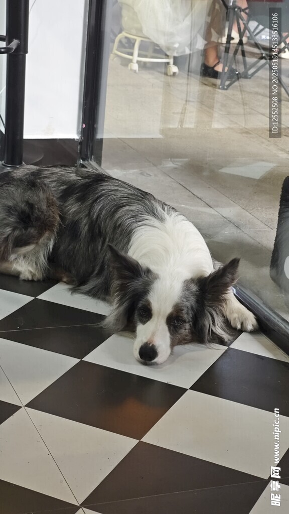 趴著休息的邊牧犬