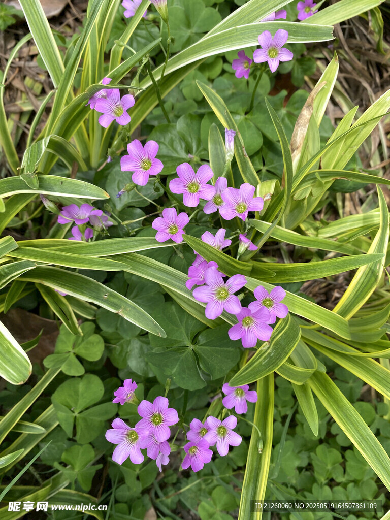 紫色小花綻放綠葉間