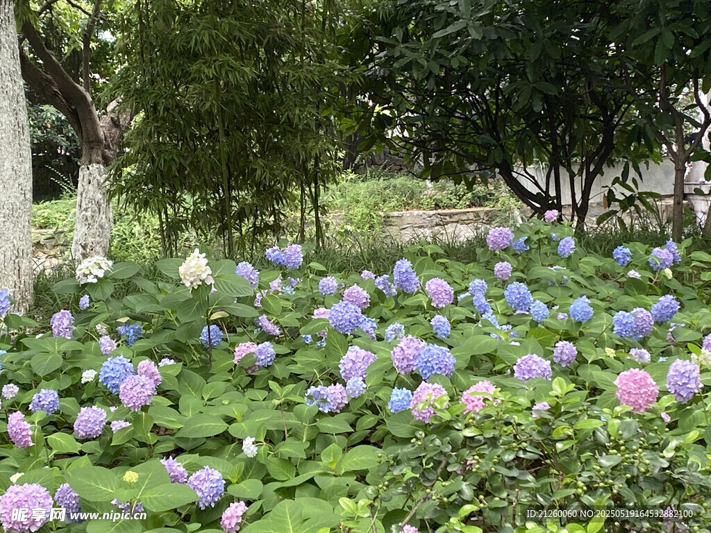 多彩繡球花綻放