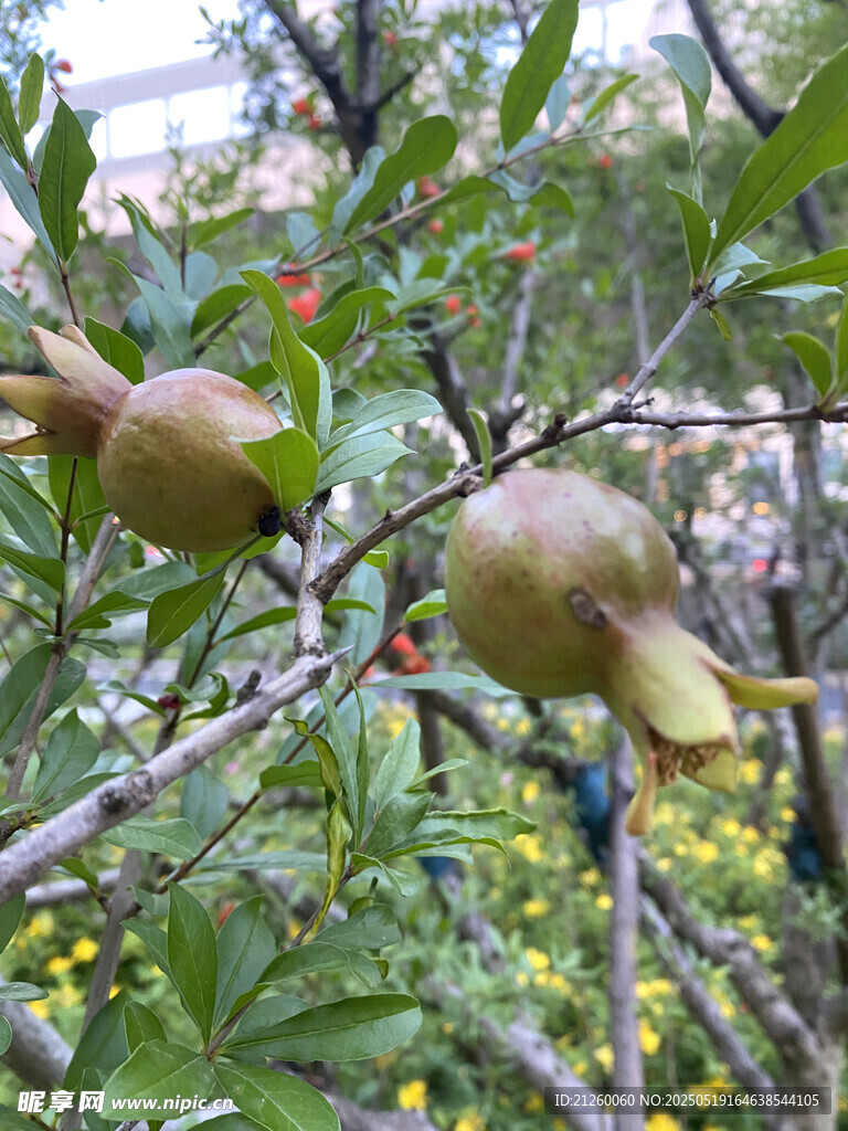 枝頭掛著的青澀石榴果