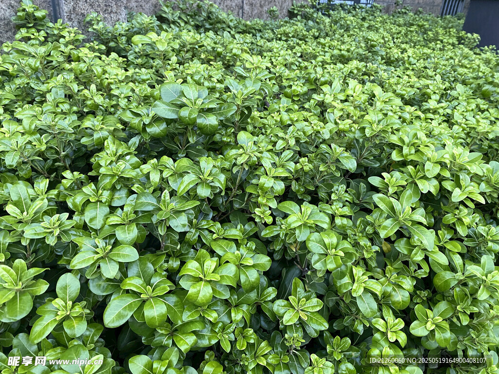 翠綠繁茂的灌木叢