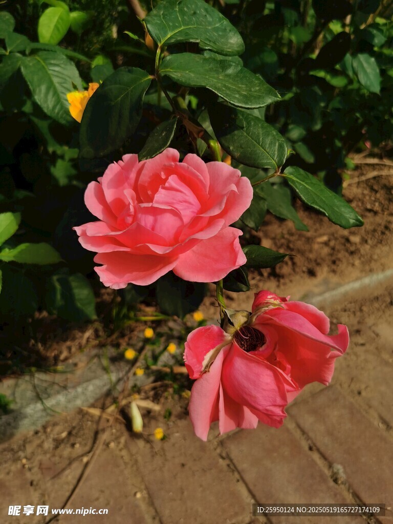 嬌艷粉色月季花綻放