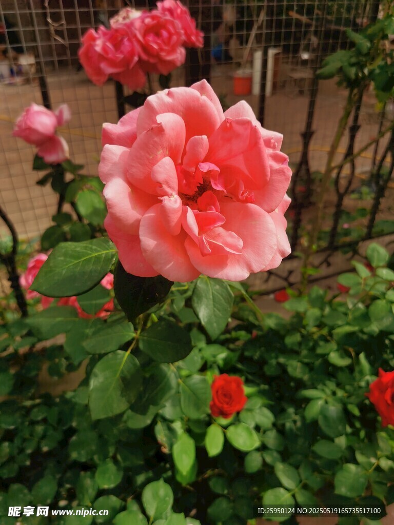嬌艷盛開的粉色月季花