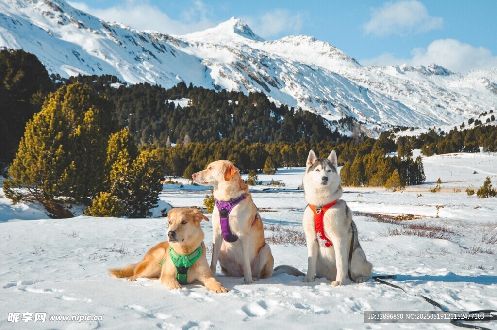 雪地中可愛的幾只寵物犬