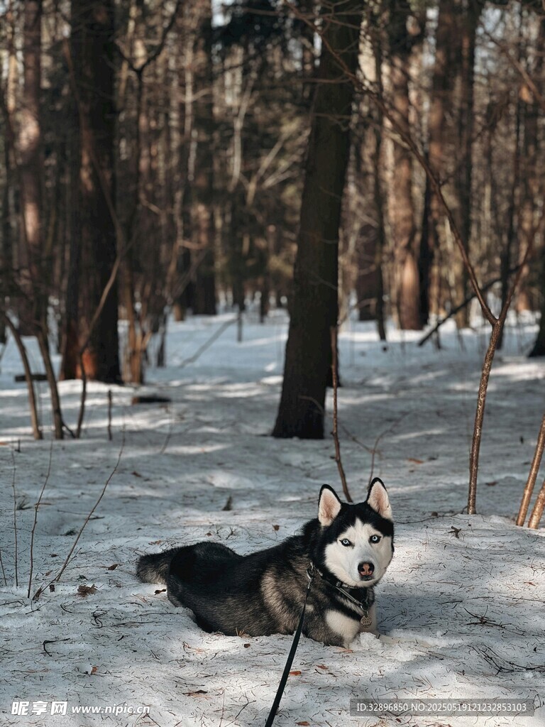 雪地中休憩的哈士奇
