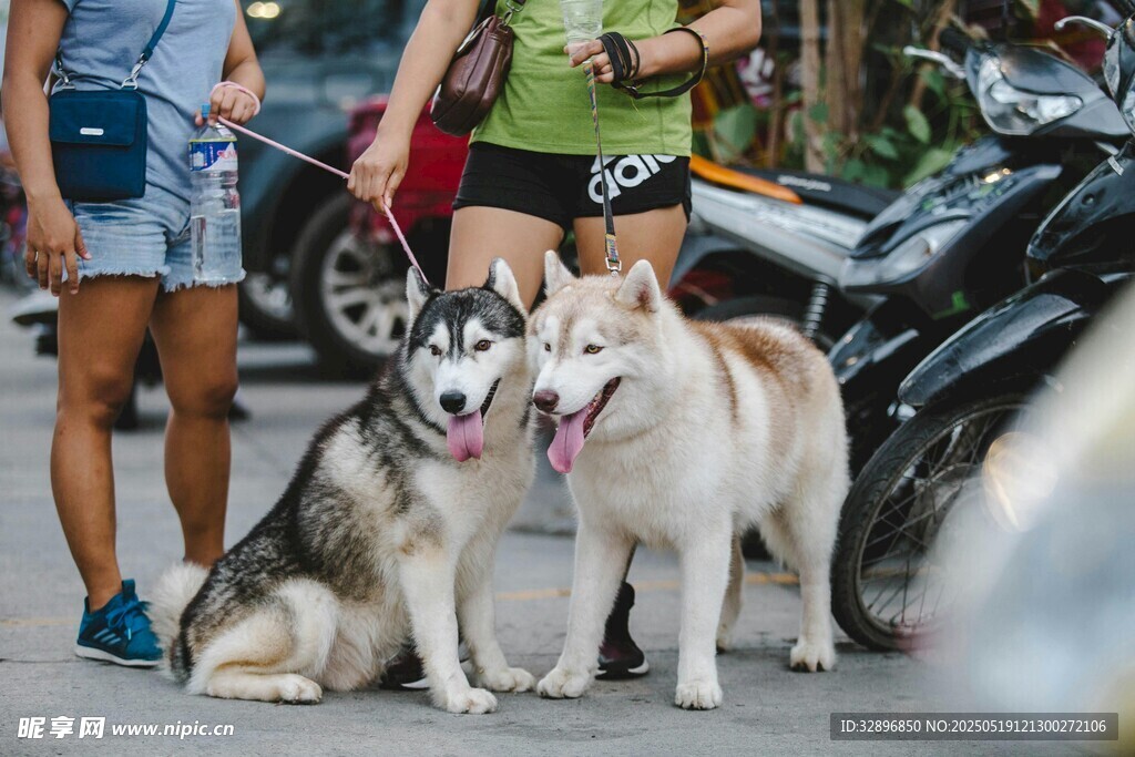 街頭可愛的幾只寵物犬