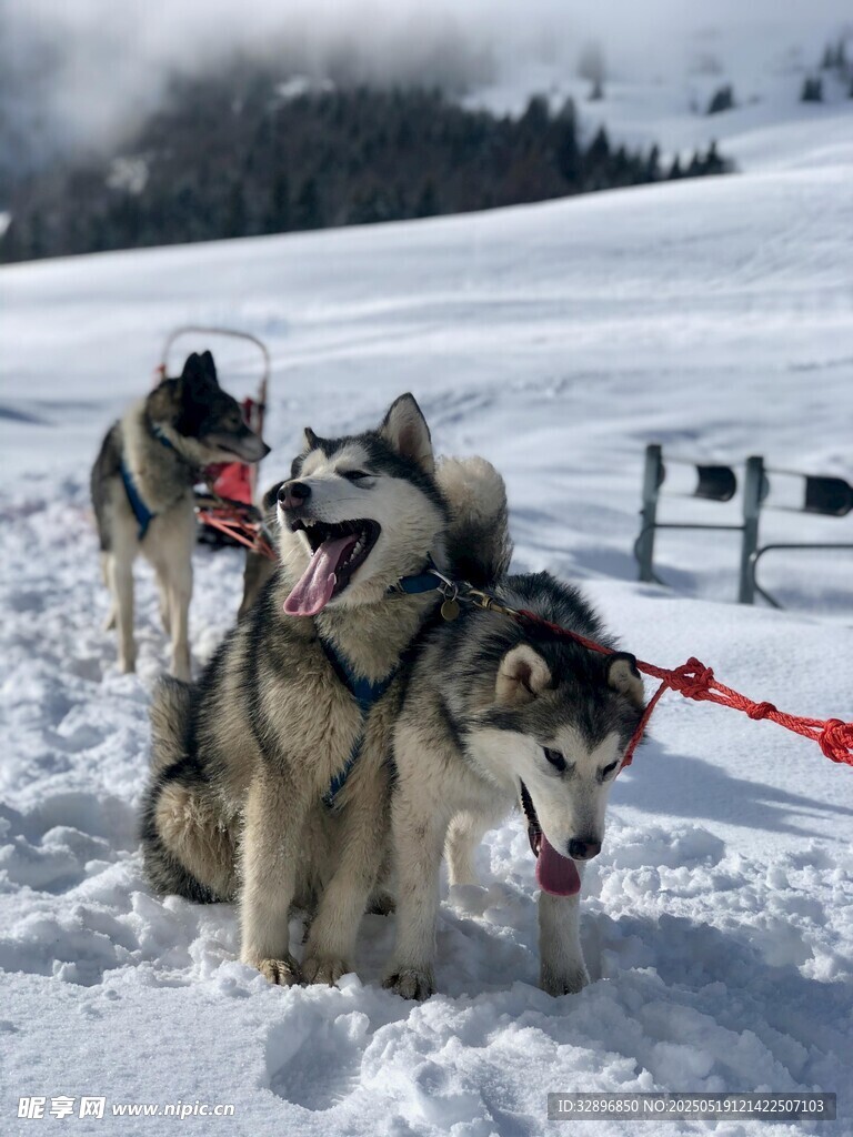 雪地中拉雪橇的哈士奇