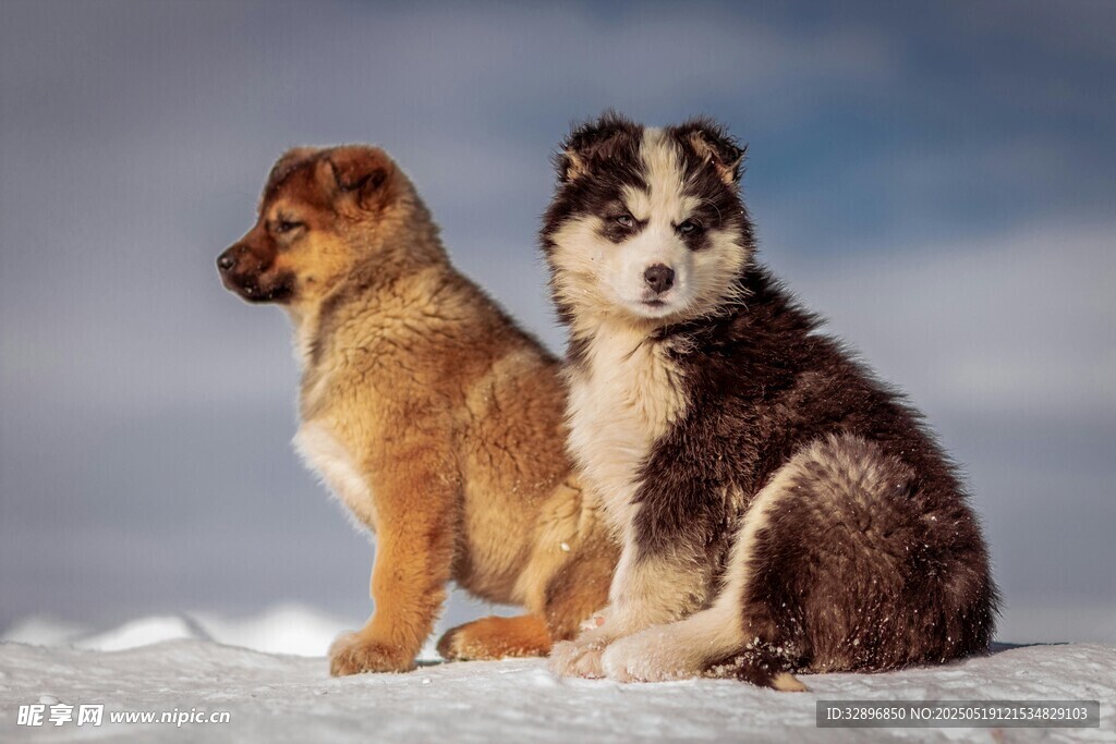 雪地中的兩只可愛幼犬
